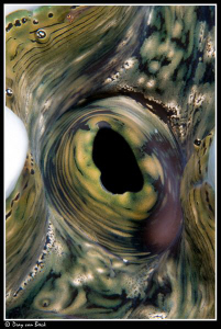 Giant clam by Dray Van Beeck 